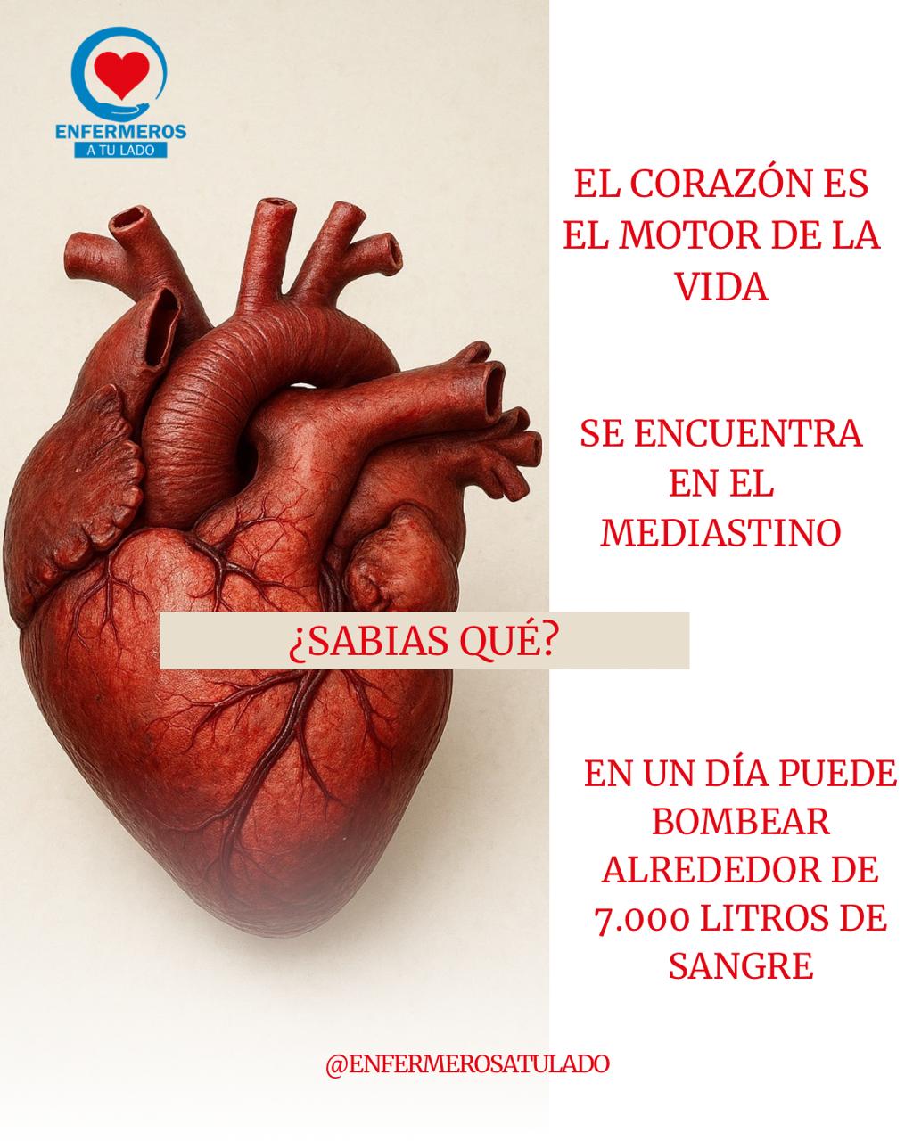 ¿Sabias qué? El corazón es el motor de la vida.